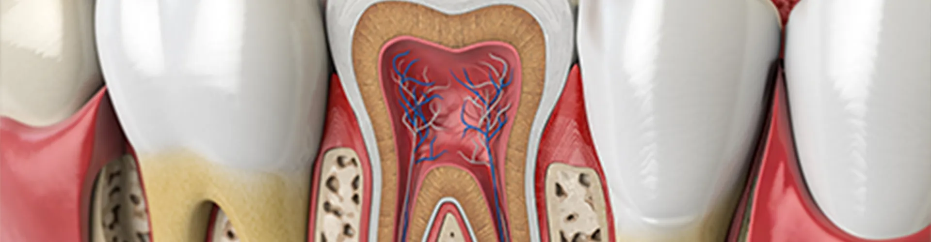 Rendering of the internal anatomy of a tooth.
