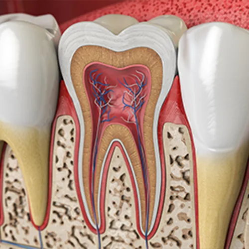 rendering-of-the-internal-anatomy-of-a-tooth